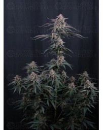 Mendo Cherry Cookies Auto - Fast Buds