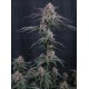 Mendo Cherry Cookies Auto - Fast Buds