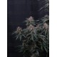 Mendo Cherry Cookies Auto - Fast Buds