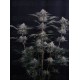 Mendo Frost Auto - Fast Buds