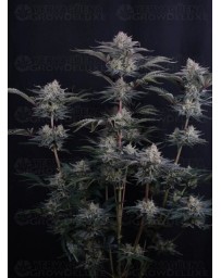 Mendo Frost Auto - Fast Buds