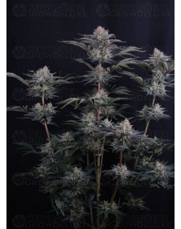 Mendo Frost Auto - Fast Buds