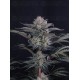 Mendo Frost Auto - Fast Buds