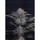 Mendo Frost Auto - Fast Buds