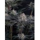Mendo Frost Auto - Fast Buds