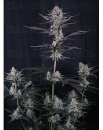 Mendo Guava Auto - Fast Buds