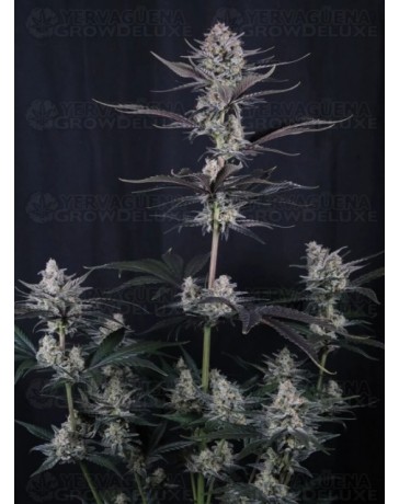 Mendo Guava Auto - Fast Buds