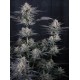 Mendo Guava Auto - Fast Buds