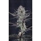 Mendo Guava Auto - Fast Buds