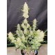Moby Dick Auto - Fast Buds