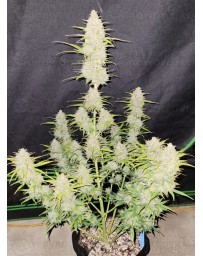 Moby Dick Auto - Fast Buds