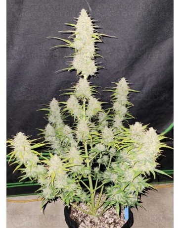 Moby Dick Auto - Fast Buds