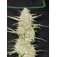 Moby Dick Auto - Fast Buds