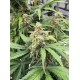 Moby Dick Auto - Fast Buds