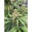 Moby Dick Auto - Fast Buds