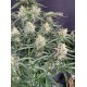 Northern Lights Auto - Fast Buds