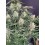 Northern Lights Auto - Fast Buds