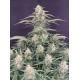 Northern Lights Auto - Fast Buds