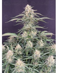 Northern Lights Auto - Fast Buds