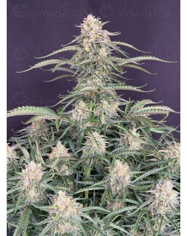 Northern Lights Auto - Fast Buds