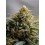 Northern Lights Auto - Fast Buds