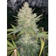 OG Kush Auto - Fast Buds
