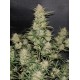 OG Kush Auto - Fast Buds