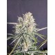 OG Kush Auto - Fast Buds
