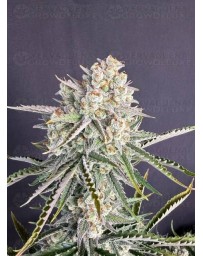 OG Kush Auto - Fast Buds