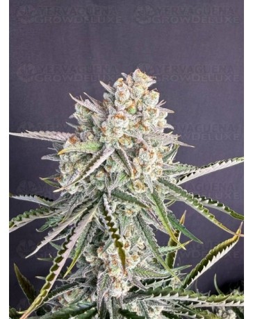 OG Kush Auto - Fast Buds