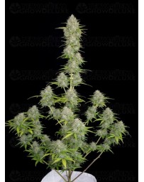 Orange Sherbet Auto - Fast Buds