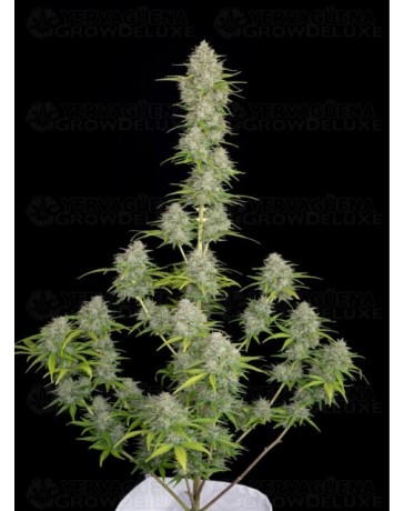Orange Sherbet Auto - Fast Buds
