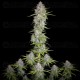 Orange Sherbet Auto - Fast Buds