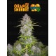 Orange Sherbet Auto - Fast Buds