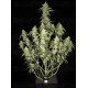 Papaya Cookies Auto - Fast Buds
