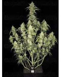 Papaya Cookies Auto - Fast Buds
