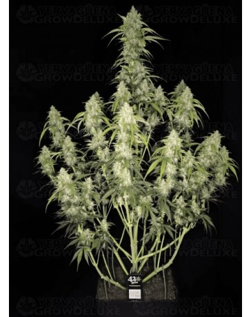 Papaya Cookies Auto - Fast Buds