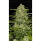 Papaya Cookies Auto - Fast Buds