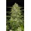 Papaya Cookies Auto - Fast Buds