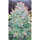Papaya Cookies Auto - Fast Buds