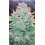 Papaya Cookies Auto - Fast Buds