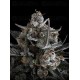 Pound Cake Auto - Fast Buds