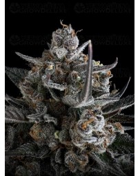 Pound Cake Auto - Fast Buds