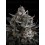Pound Cake Auto - Fast Buds