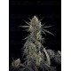 Pound Cake Auto - Fast Buds