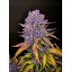 Purple Lemonade Auto - Fast Buds