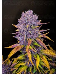 Purple Lemonade Auto - Fast Buds