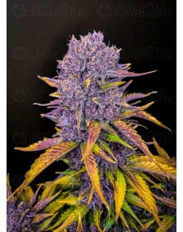 Purple Lemonade Auto - Fast Buds