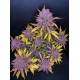 Purple Lemonade Auto - Fast Buds