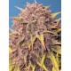 Purple Lemonade Auto - Fast Buds